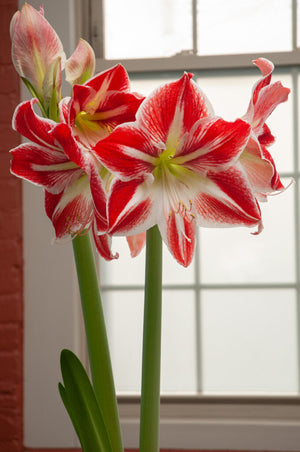 Bulbi de Amaryllis "Spartacus", 1 Bucata