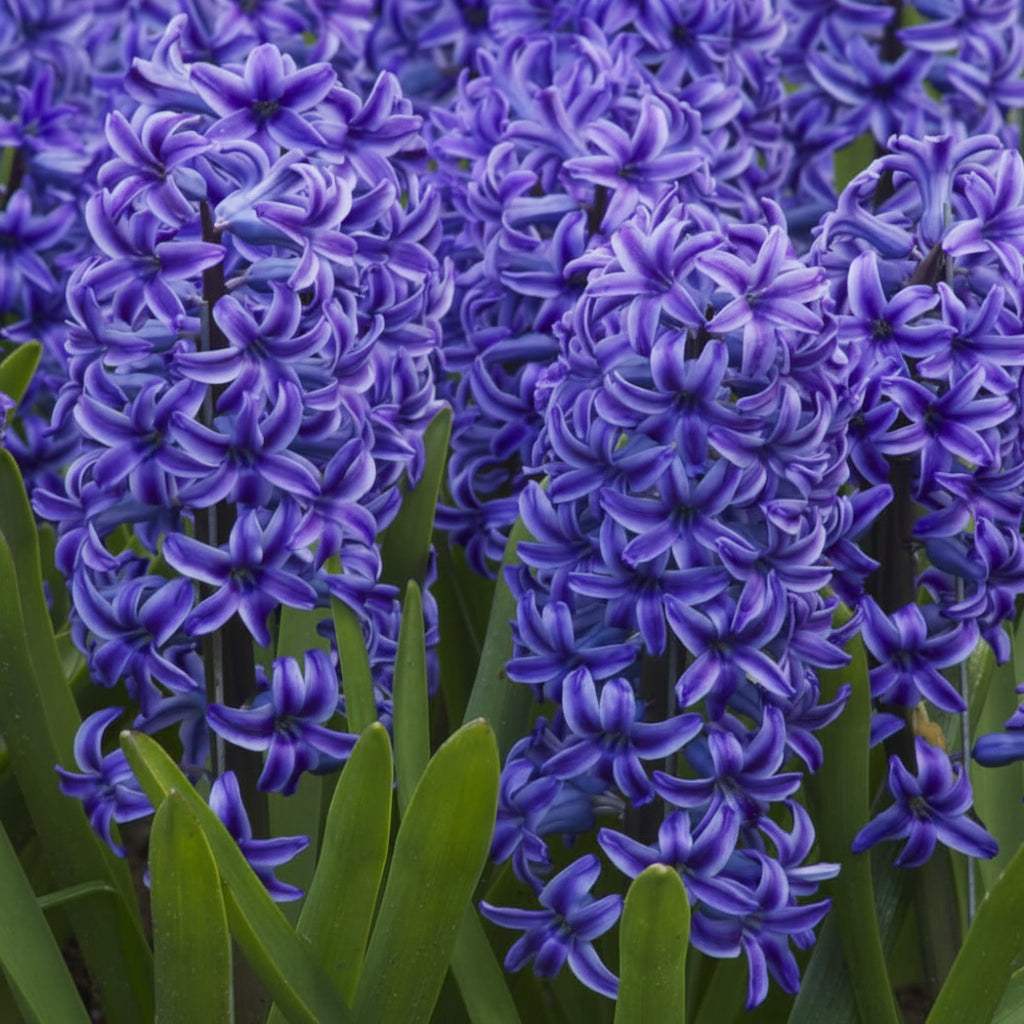 709661d4040a941c343c11c0ab01859a - Fitza Florilor