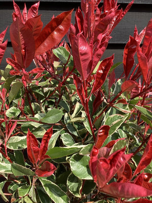 Photinia Fraseri Pink Marble, la Ghiveci de 10L, 1 Bucata