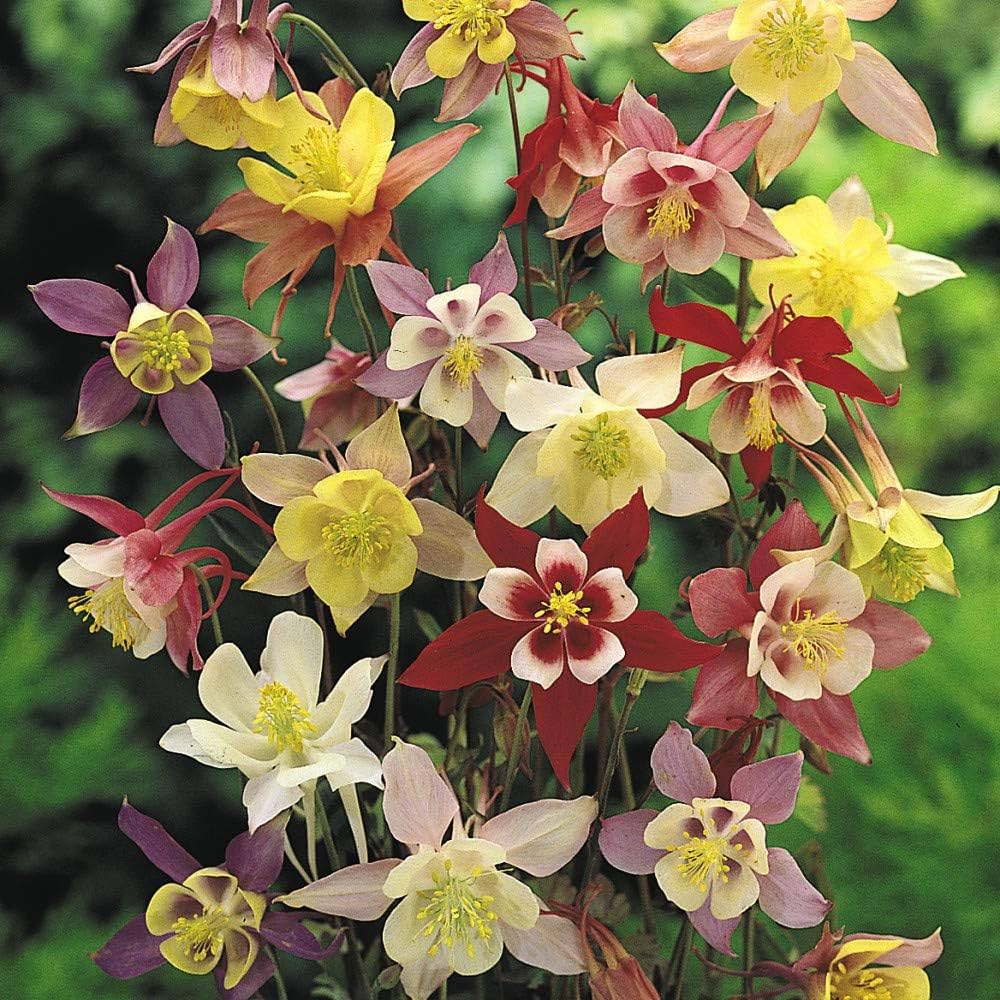 Bulbi de Caldaruse Aquilegia "McKanna Hybrids", Culori Mixt Premium, 10 bucati