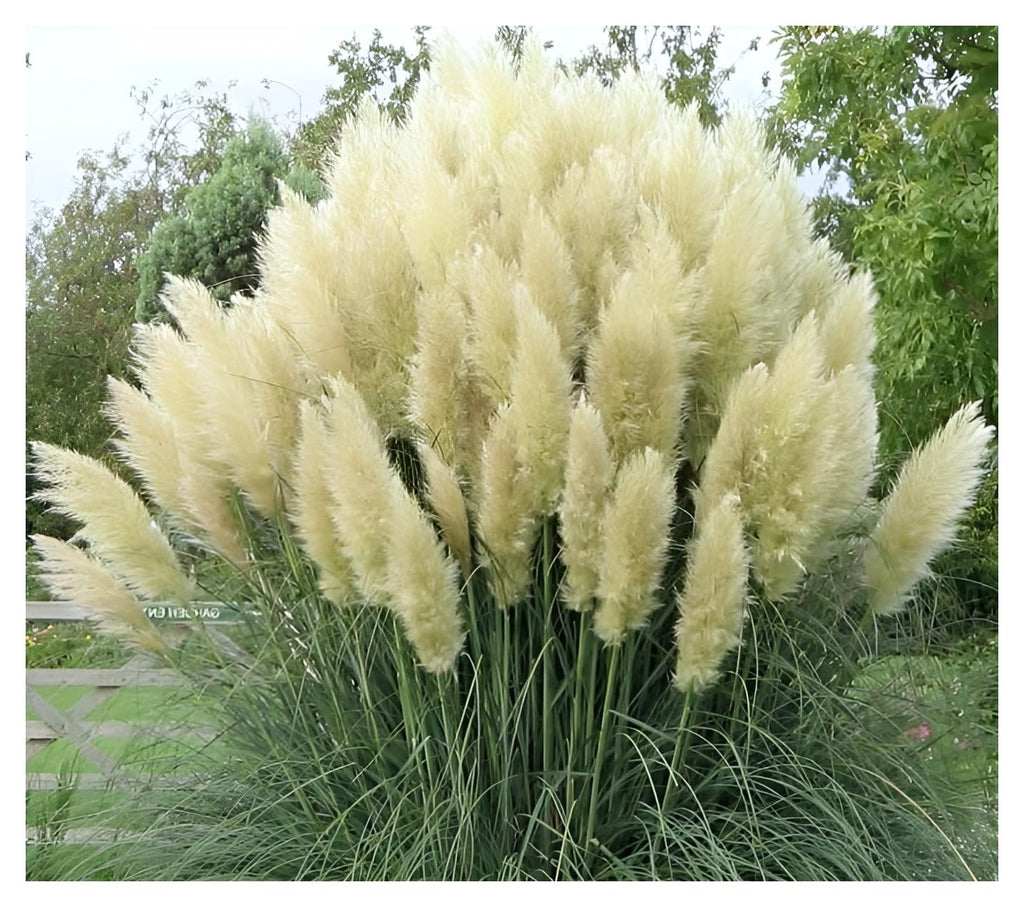 Plante Ornamentale - Iarba de Pampas Cortaderia Pampas Alb