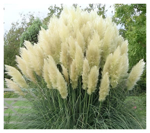 Iarba de Pampas "Cortaderia Pampas", Alb, la Ghiveci de 3L, 1 Bucata