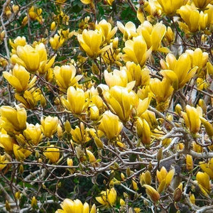 Magnolia Galbena,1 Bucata