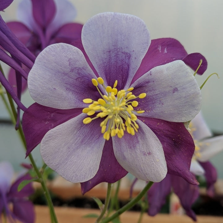 Bulbi de Caldaruse Aquilegia "Swan Lavender", 2 bucati