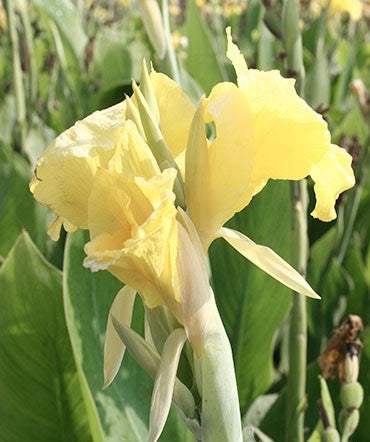 73174-puck-canna-lily_85cc4da0-e3ae-4036-ab6c-a7d90850edb9 - Fitza Florilor