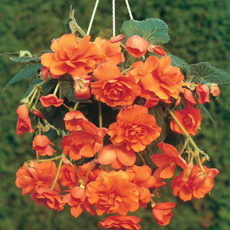 Bulbi de Begonia "Cascade", Portocaliu, 1 Bucata