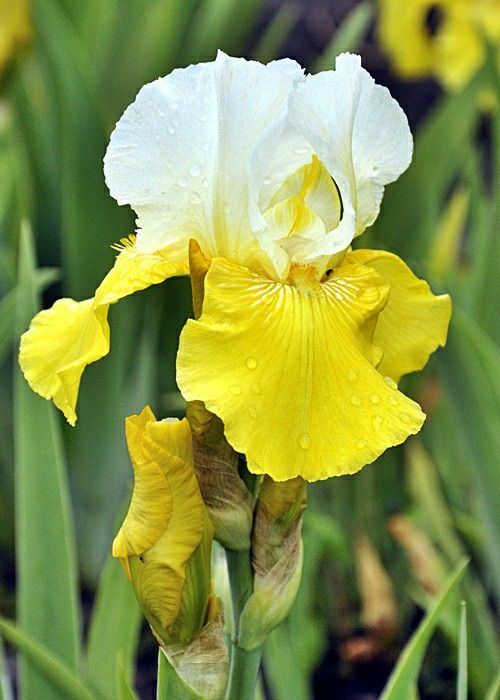 Bulbi de Iris Germanica "Tulip Festival", Galben-Alb, 1 Bucata