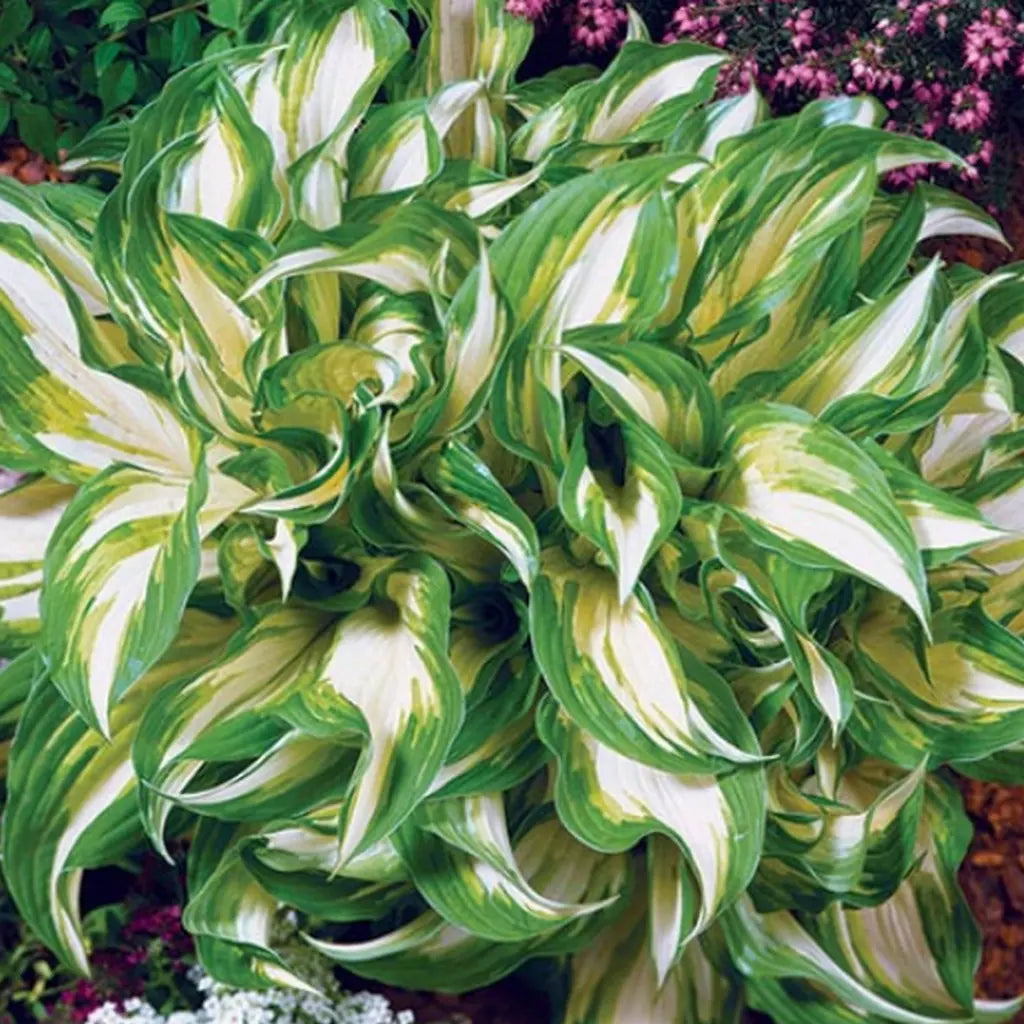 Bulbi de Hosta "Undulata Mediovariegata", 1 Bucata