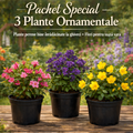 Pachet Special - 3 Plante Ornamentale