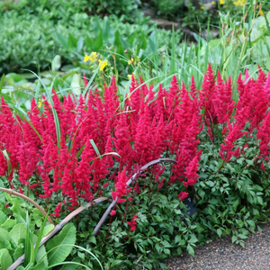 Bulbi de Astilbe "Fanal", Rosu - Rozaliu, 1 Bucata