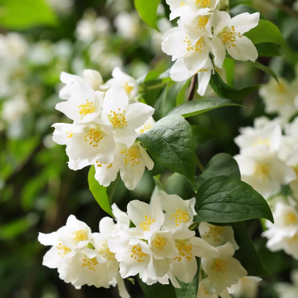 Iasomie de Gradina "Philadelphus Coronarius", 1 Bucata