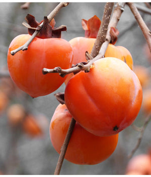 Kaki "Rojo Brillante", Anul 2, 1 Bucata