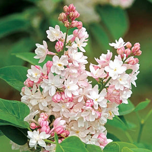 Liliac Syringa Vulgaris "Krasavica", 1 Bucata