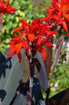 77393_027a2fd8-1fc4-4fd6-8fb1-d8e6d28579b7 - Fitza Florilor