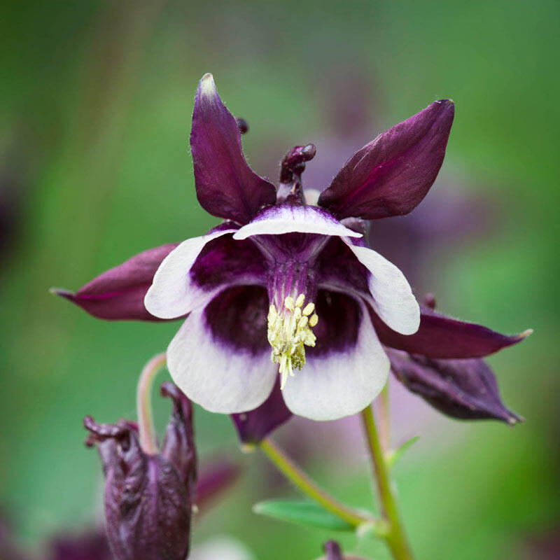 Bulbi de Caldaruse Aquilegia "William Guiness", 1 Bucata