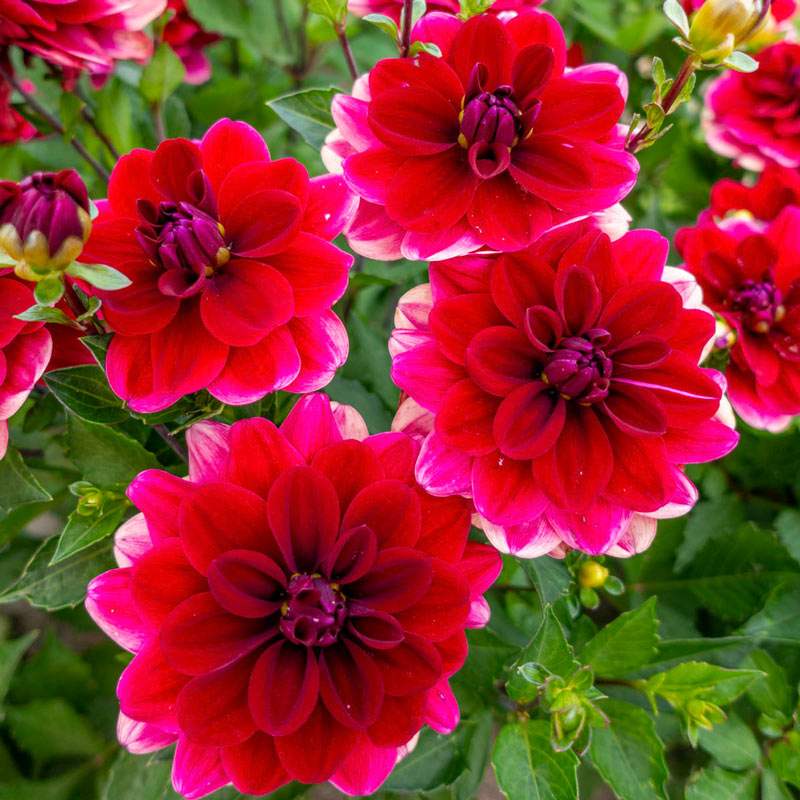 77788_b0b06131-5cbc-4df5-ae7e-218aa1e56631 - Fitza Florilor