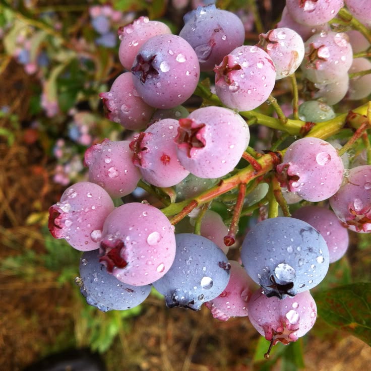 Pomi Fructiferi - Afin - Pink Lemonade - Rod