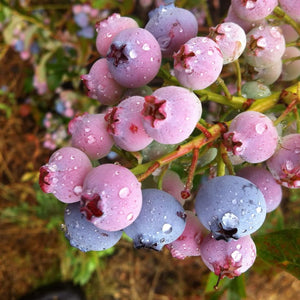 Pomi Fructiferi - Afin - Pink Lemonade - Rod