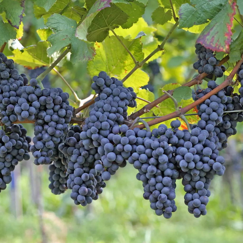 Viță de Vie de Masă "Nero", la Ghiveci