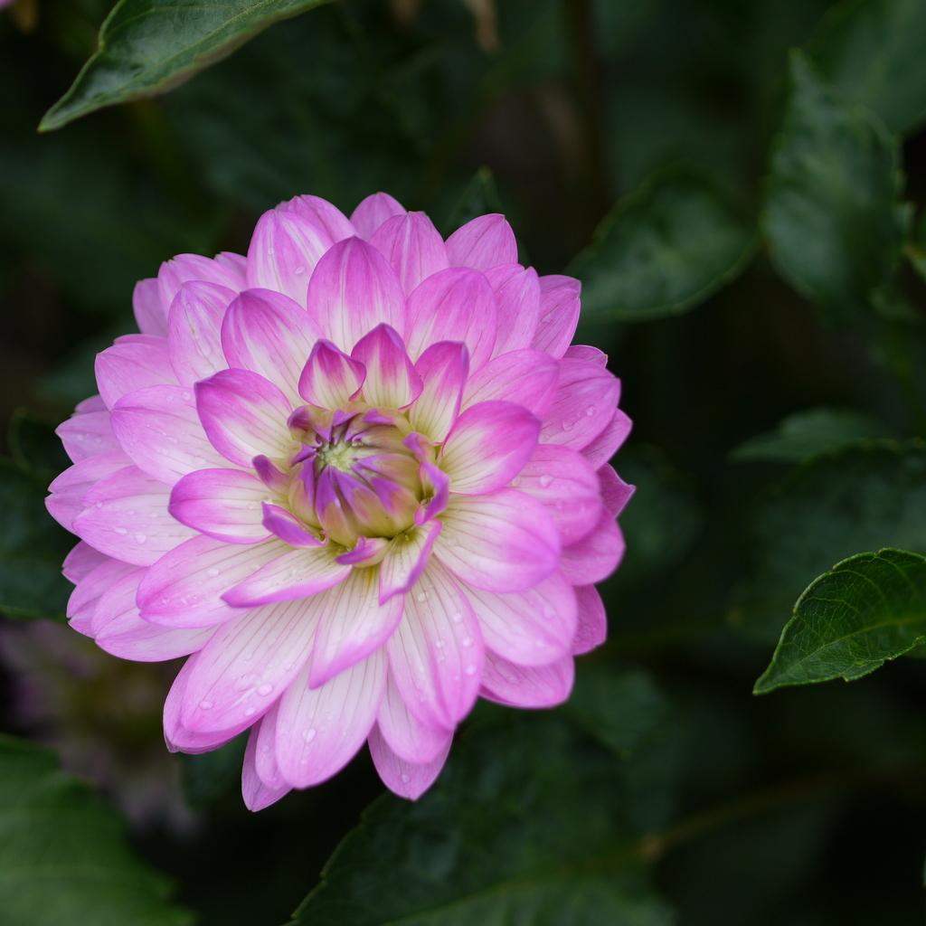 79a40d_375d7b00-15c6-4371-aa3b-d905b7a0cdb7 - Fitza Florilor
