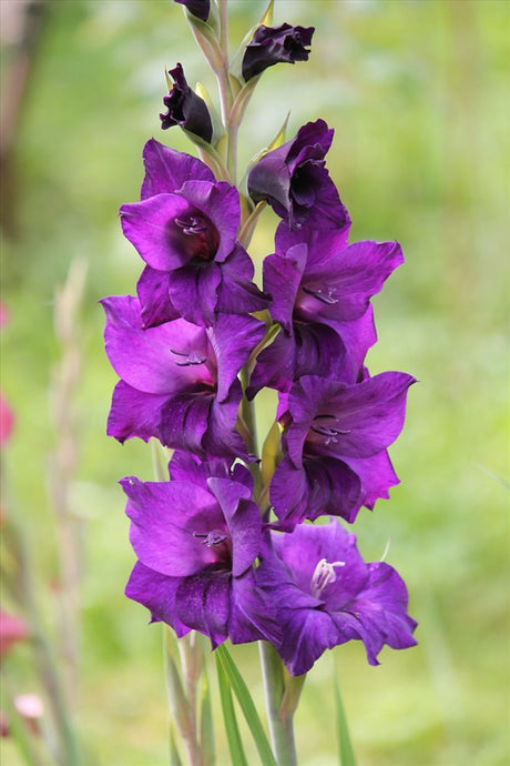 Bulbi de Gladiole "Mombasa", 7 Bucati