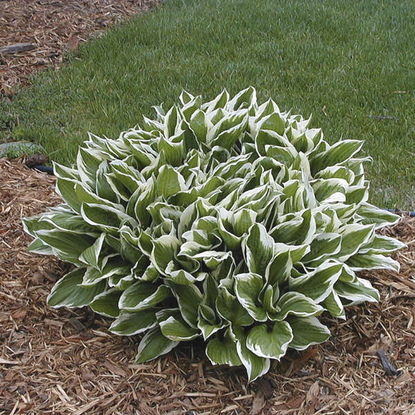 Bulbi de Hosta "Und. Albomarginata", 1 Bucata