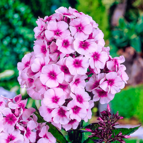 Bulbi Phlox - Paniculata - Roz - 2 Bucăți