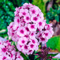 Bulbi Phlox - Paniculata - Roz - 2 Bucăți