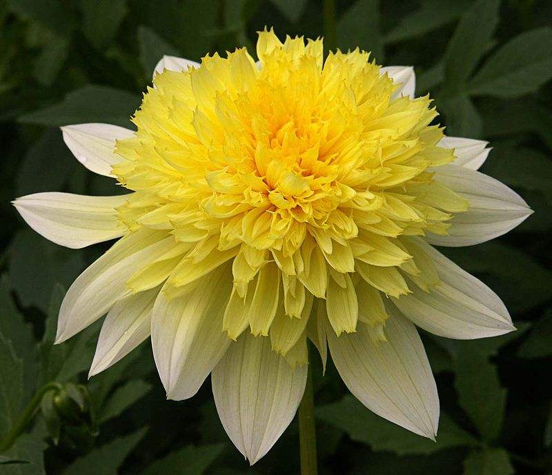 800px-PASADOBLEFREYEASweb_14d5f68a-d3aa-41c2-b1d1-df2e15f6d104 - Fitza Florilor