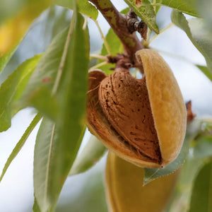 Migdal Largette, Anul 2, 1 Bucata