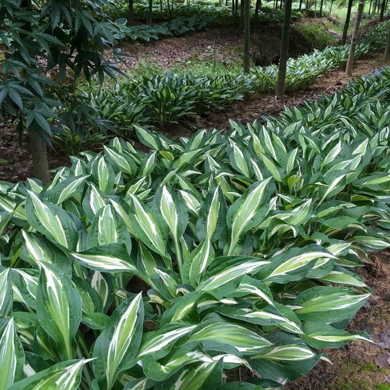 Bulbi de Hosta "Snake Eyes", 1 Bucata