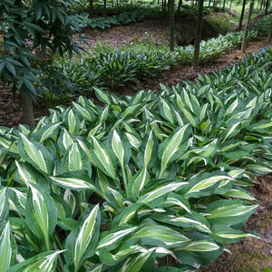 Bulbi de Hosta "Snake Eyes", 1 Bucata