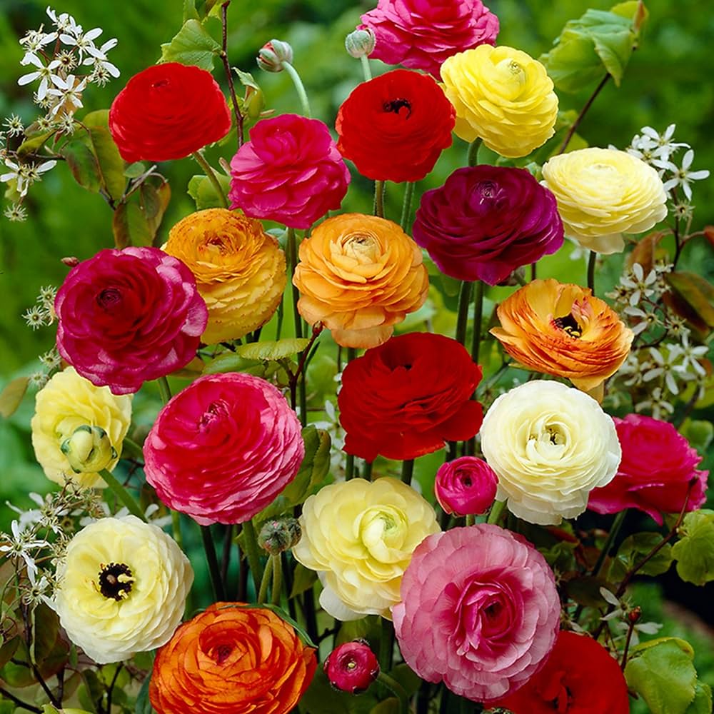 Bulbi de Ranunculus "Paeony Flowering", 5 Bucata