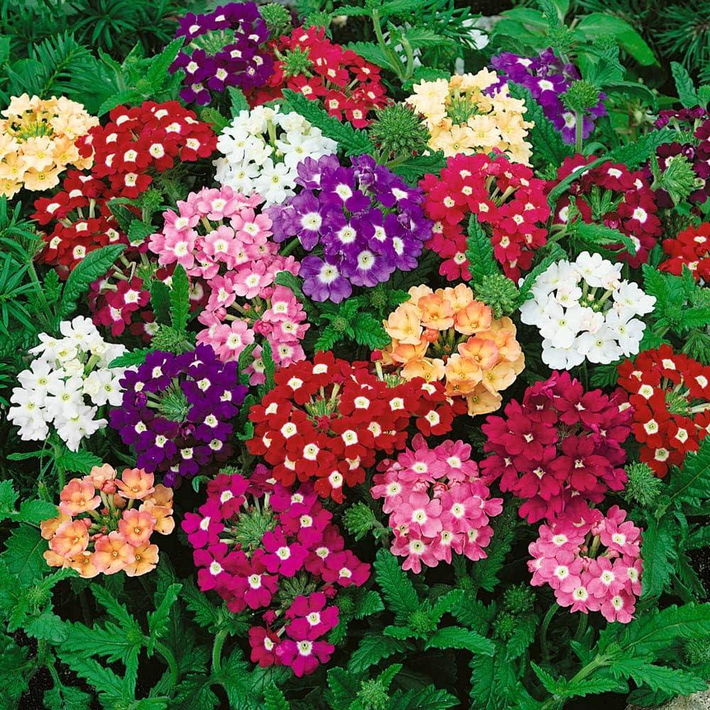 Seminte de Verbena