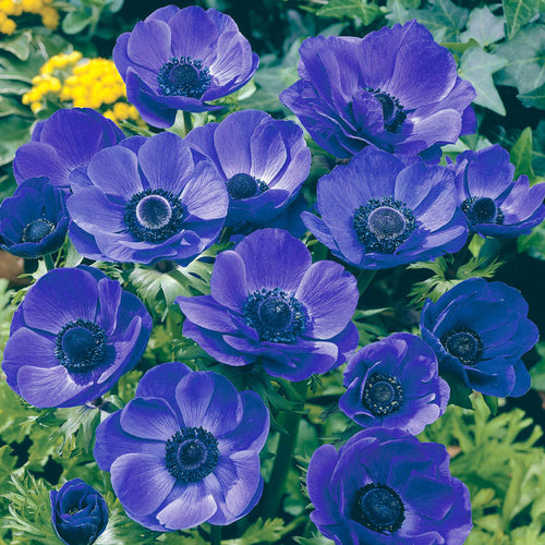 Bulbi Anemone - Mr Fokker Coronaria - 10 Bucăți