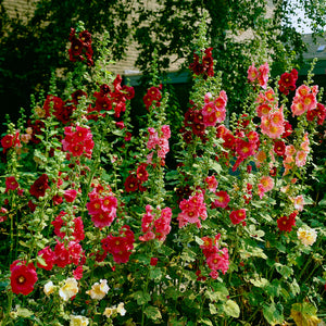 Nalba de Gradina "Alcea Rosea", Rosu, la Ghiveci de 3L, 1 Bucata