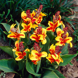 Bulbi de Canna "Reigne Charlotte", 1 Bucata