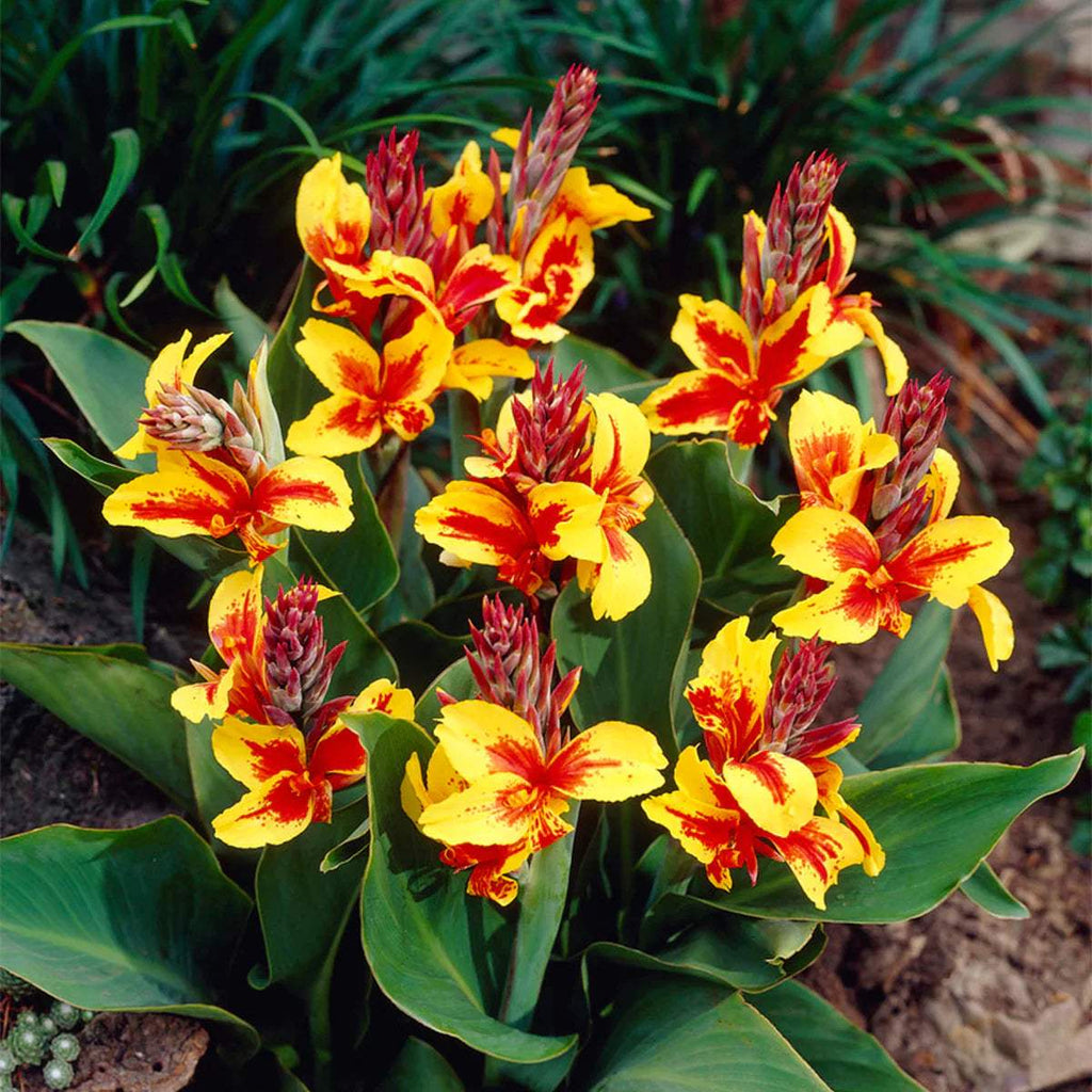 83459-CannasReineCharlotte_1200x1200_d9c18845-f01b-4725-8bc0-7c0558a8e619 - Fitza Florilor