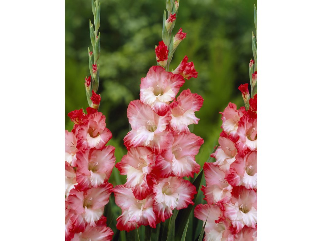 Bulbi de Gladiole "Pink Lady", 7 Bucati