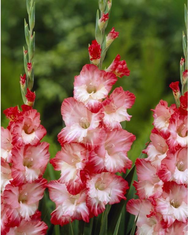 Bulbi Gladiole - Pink Lady - 5 buc