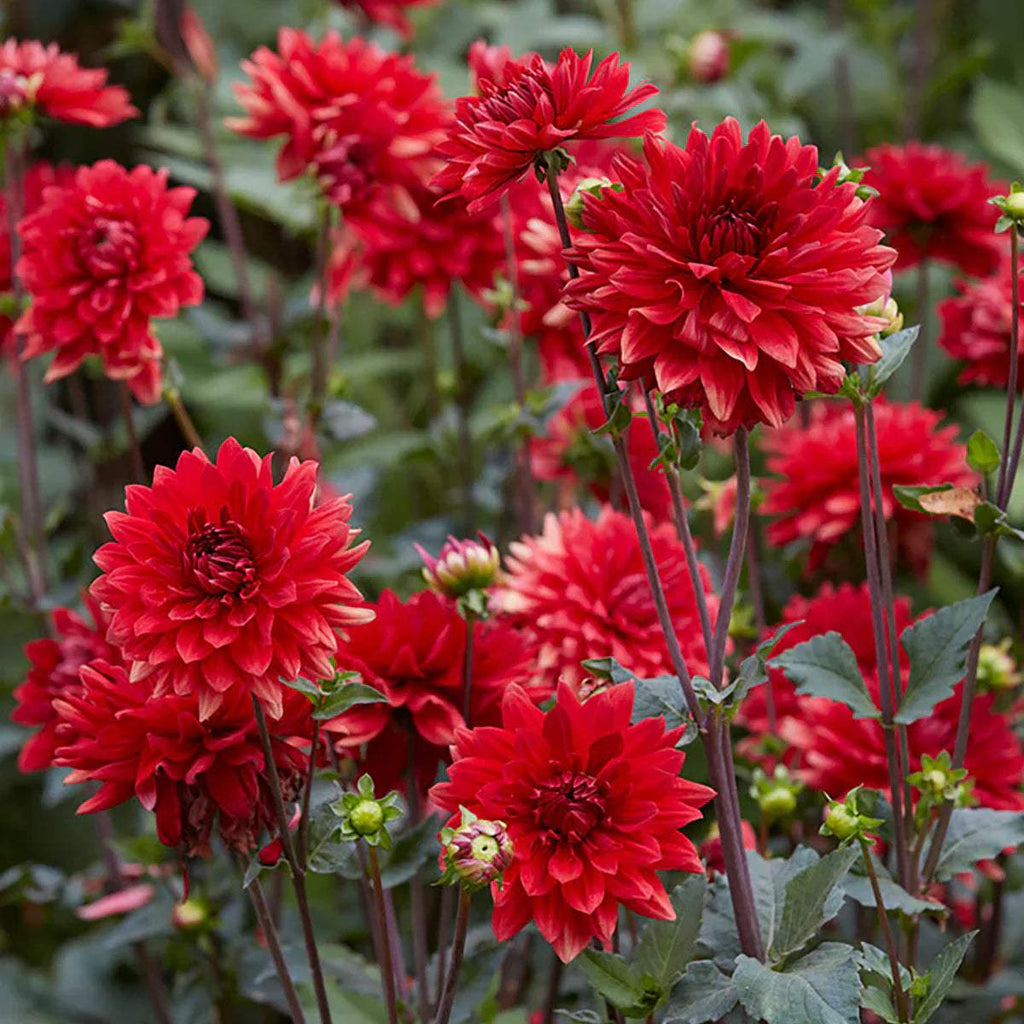 84507-DahliaGardenWonder_alt2_1200x1200_b554529f-dc55-4491-af3f-cd0c8b7967f0 - Fitza Florilor