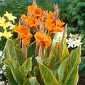 84523-CannasStriata_1200x1200_1b4eb3e4-45bc-4e15-8189-7eec45944e30 - Fitza Florilor
