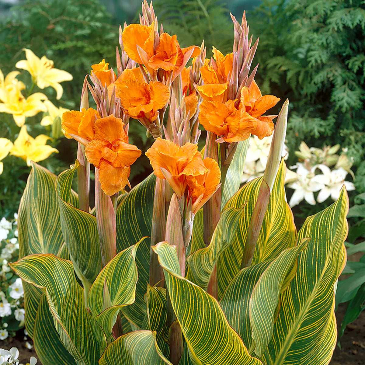 Bulbi de Canna "Striata", 1 Bucata