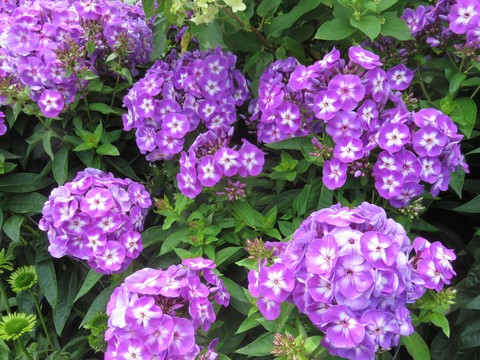 Bulbi Phlox - Laura I - Brumarele - 2 Bucăți