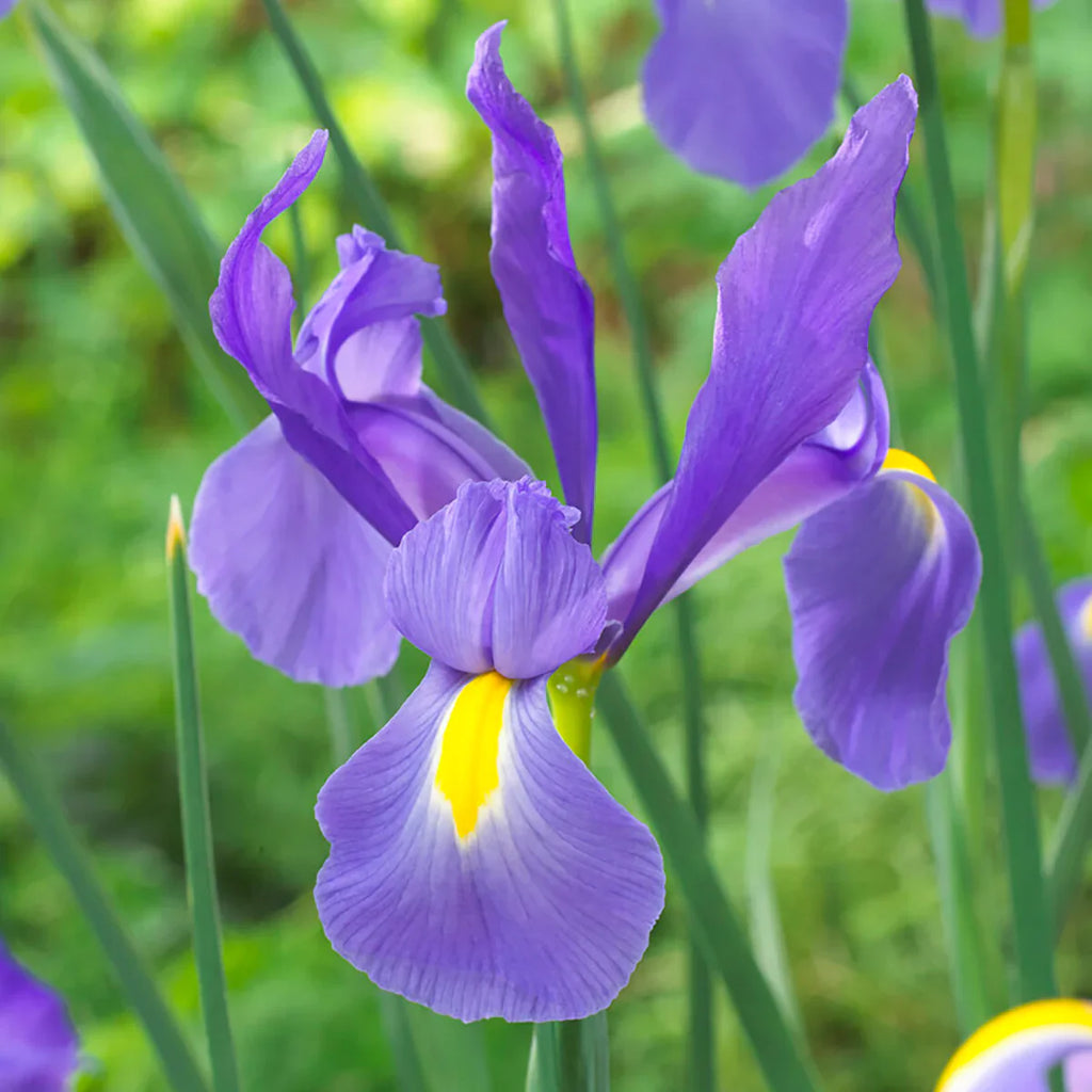 Bulbi Iris - Telstar - 5 Bucăți