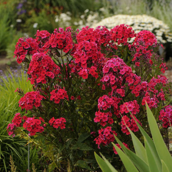 Bulbi de Phlox "Paniculata", Rosu, 1 Bucata