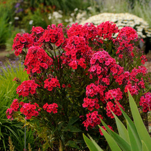 Bulbi de Phlox "Paniculata", Rosu, 1 Bucata