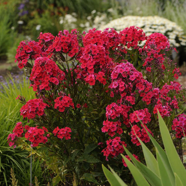 Bulbi Phlox - Paniculata - Rosu - 2 Bucăți