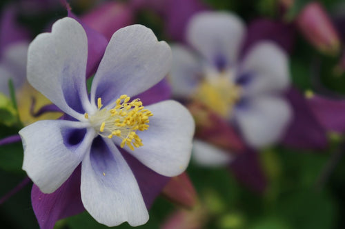 Bulbi de Caldaruse Aquilegia "Swan Lavender", 2 bucati