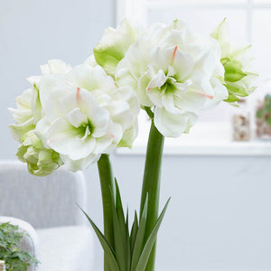 Bulbi de Amaryllis "White Amadeus", 1 Bucata